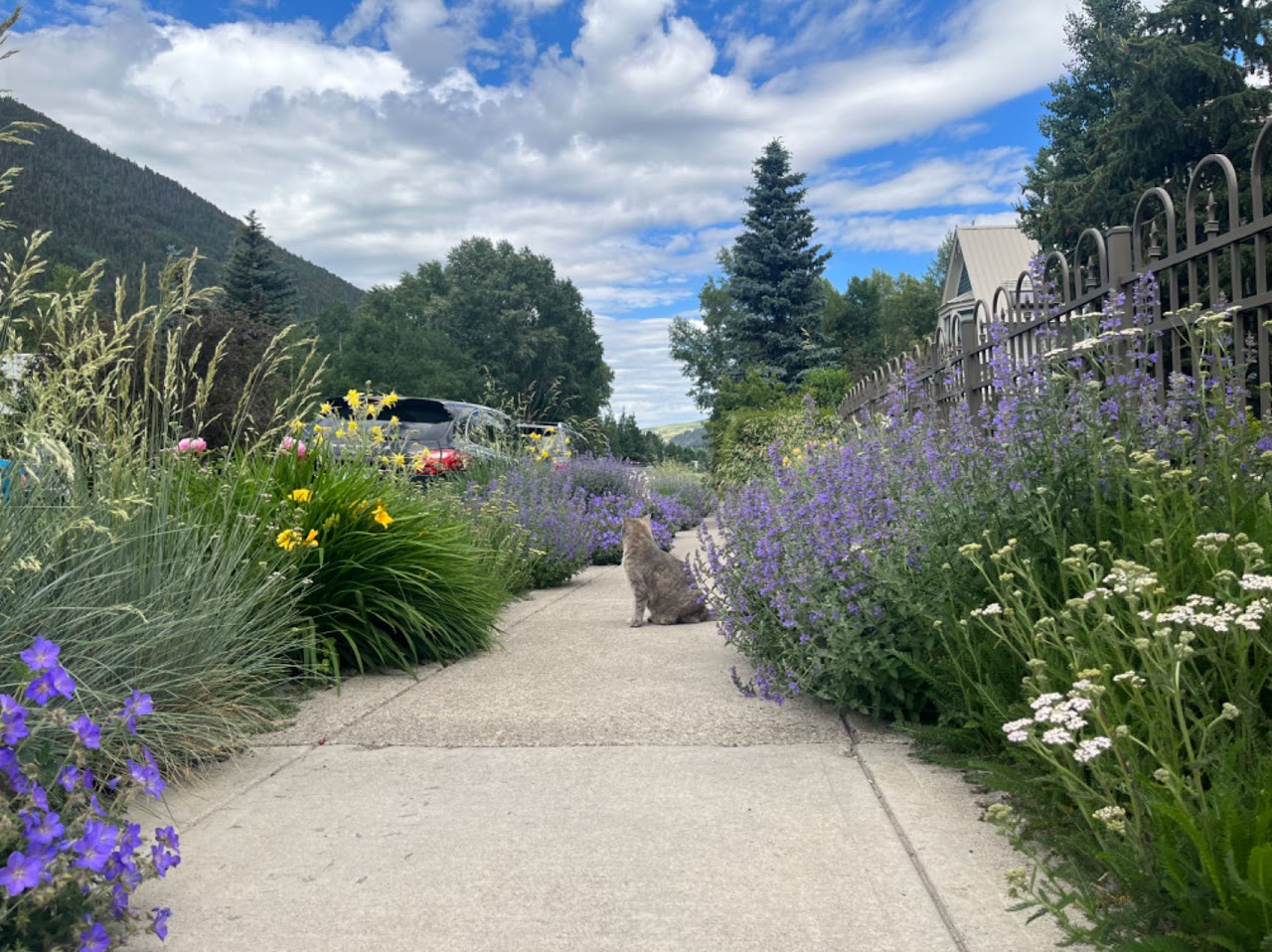 Mountain landscape in Telluride, Colorado